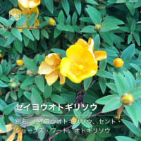 ハナノナ