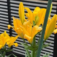 我が家の百合の花達