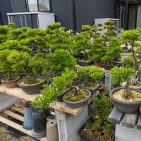 今年の開花が始まりました