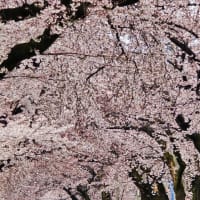 「弘前公園桜満開」