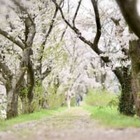 しあわせの桜並木～うきは市流川