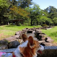 本日真夏日　月散歩は、前橋敷島公園