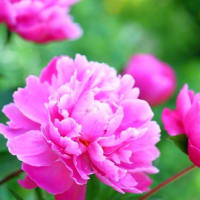 夏の花達６）芍薬が咲きました！