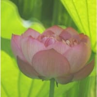 豪華ですねぇ！