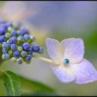 「隣の庭に咲いた草花」アジサイ・他