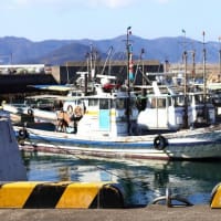瀬戸内G島の猫たち　2025年2月　その16