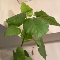 ウンベラータ＆リビング