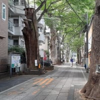 梅雨の晴れ間の鬼子母神参道