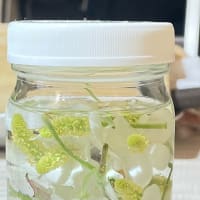 痒みの緩和に　ドクダミチンキ