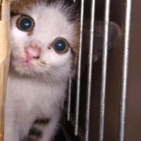 飢えてた子猫