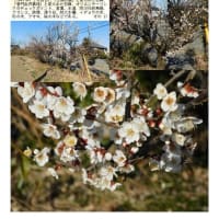 花巡り「梅－355」　幸手市中川崎付近⑥