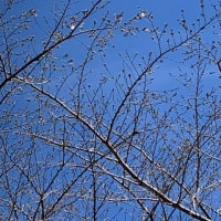 山王日枝神社の桜