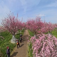和泉リサイクル環境公園の梅林（２０２５年３月１４日）静止画