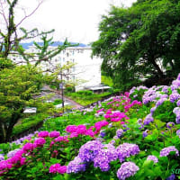 「町田薬師池公園」で開催中の「しょうぶ・あじさいまつり」〜あじさい編