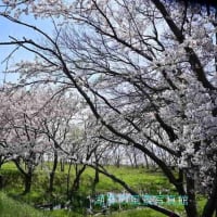 琵琶湖湖岸の桜ですが先日の続きです