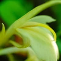 ミョウガの花が咲きました！（板橋区立赤塚植物園 2025.7.13 撮影）
