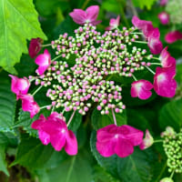 ６月17日火曜日　真夏日❗