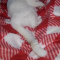 今日は猫の日らしい？