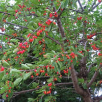 病院にサクランボの木🍒