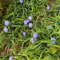 我が家の花々
