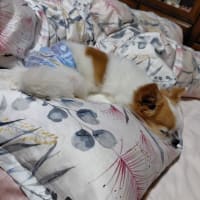 医大の皮膚科に行って来ました