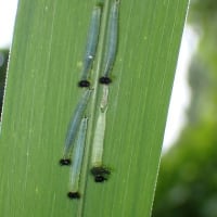 7月最後の教室　雨宿りする生き物を探す