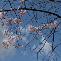 まもなく終わりの桜
