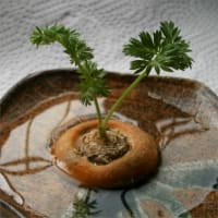 生ゴミのニンジン(🥕人参)を苗に、『マイクロ盆栽』を楽しんで!? ますｗ ── 第２回