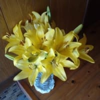 今年ダイヤから新しく出た糸・・・カプリでぐるぐる帽子を編みましたよ～～！！