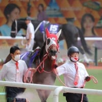 【パンサラッサ】勝ち馬には脱帽、北海道でリフレッシュへ　＠関係者コメント