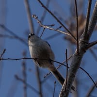 ロクハ公園のエナガ