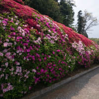ツツジの隠れた名所 －神奈川県横須賀市 －