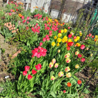５月７日のチューリップ・・寿命は14日間