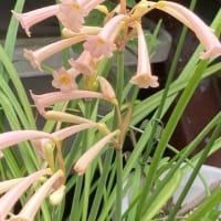 通りすがりに見た花々と庭に咲いた花たち
