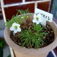 庭花から～春の野草～