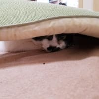 かくれんぼがマイブーム