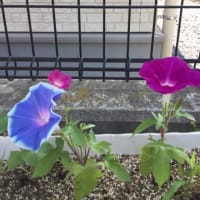 夏野菜の収穫です❤️