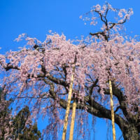 福島の桜めぐり