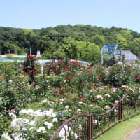 ロ－ズガ－デン　ｉｎ　東山植物園　Ｐ２
