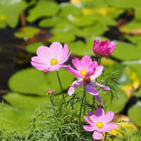 大船フラワーセンター６月の花散歩
