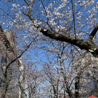  あまり桜を楽しめなかった関西紀行（2024年3月～4月）（Day-3-8）（14）