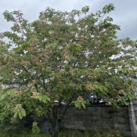 今日のギョイコウ桜