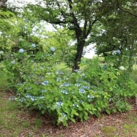 名古屋市 茶屋ヶ坂公園　アジサイの開花を楽しみに😀😀