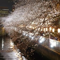 深川の桜