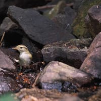 近所の公園の水場