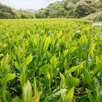 夏も近づく八十八夜🤗