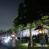 砂づりの藤　三大神社