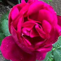 赤いバラの花