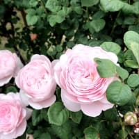 今年の薔薇