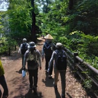 玉川上水緑道を歩く！